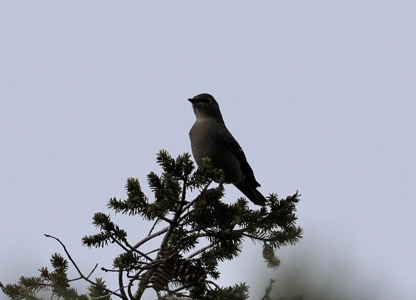 Townsend's Solitaire - larry nigro