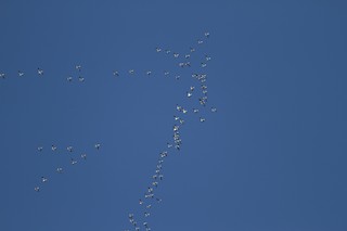 Snow Goose, ML406192071