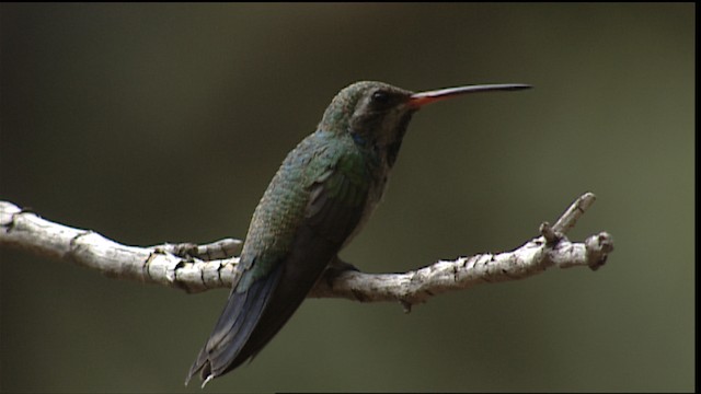 Broad-billed Hummingbird - ML406201