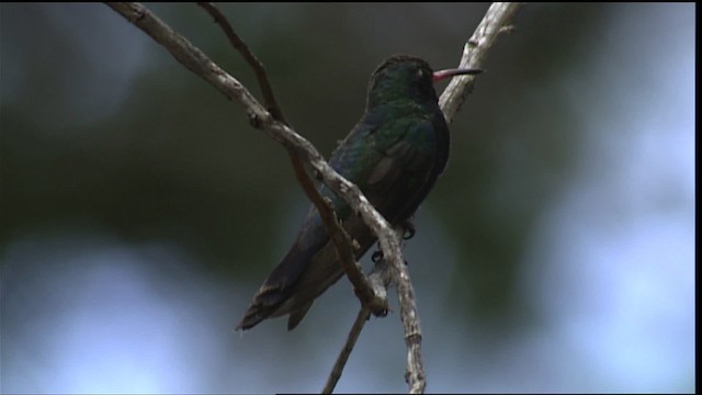kolibřík širokozobý - ML406202