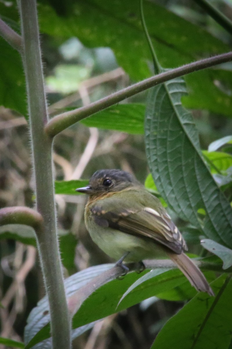 Rufous-breasted Flycatcher - ML40620291