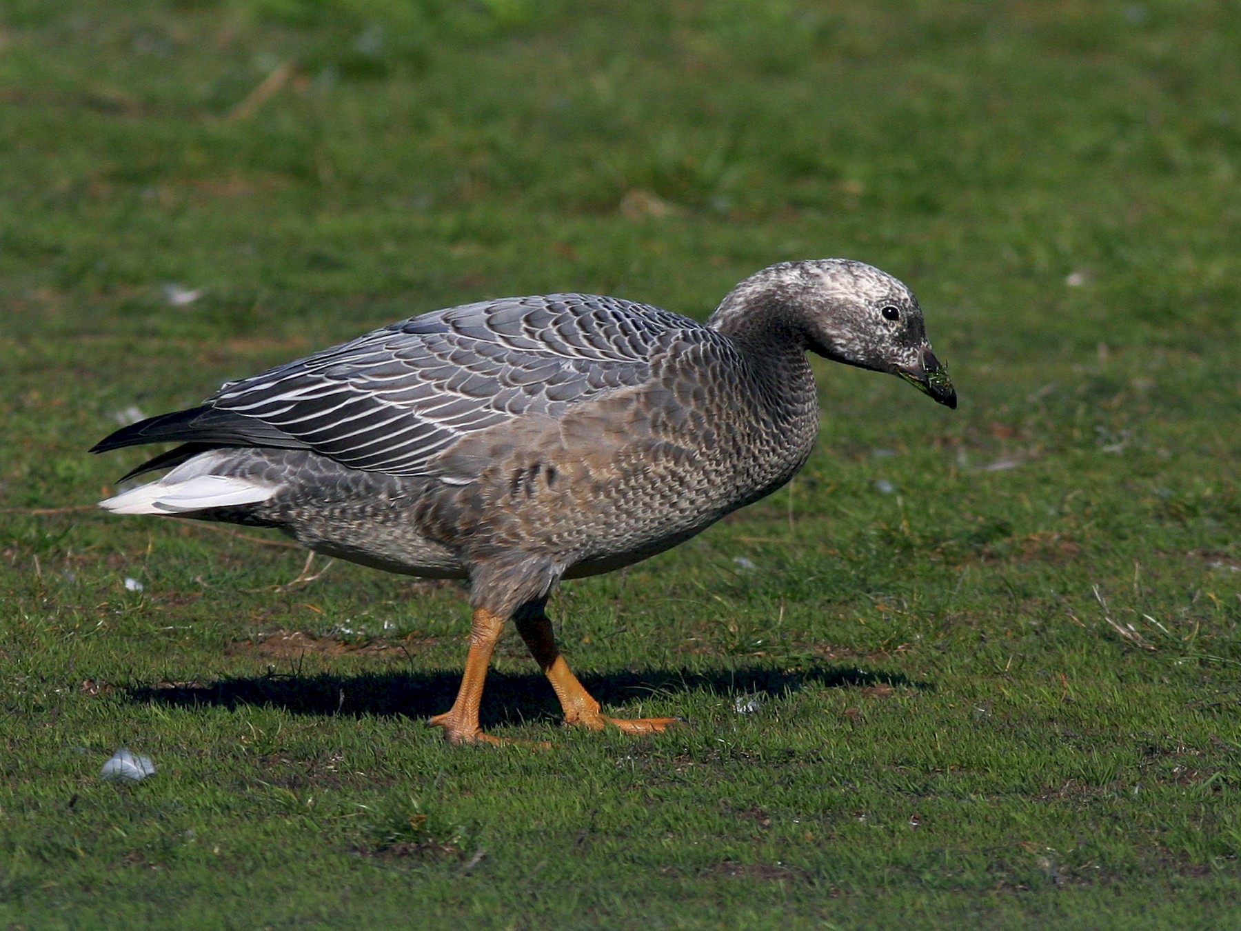 Emperor Goose - Don Munson