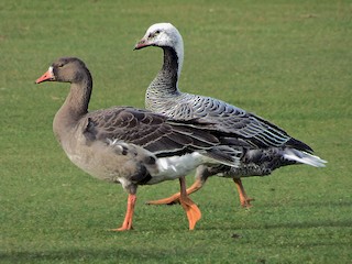 未成鳥 (with Greater White-fronted Goose) - Blair Bernson - ML40620511