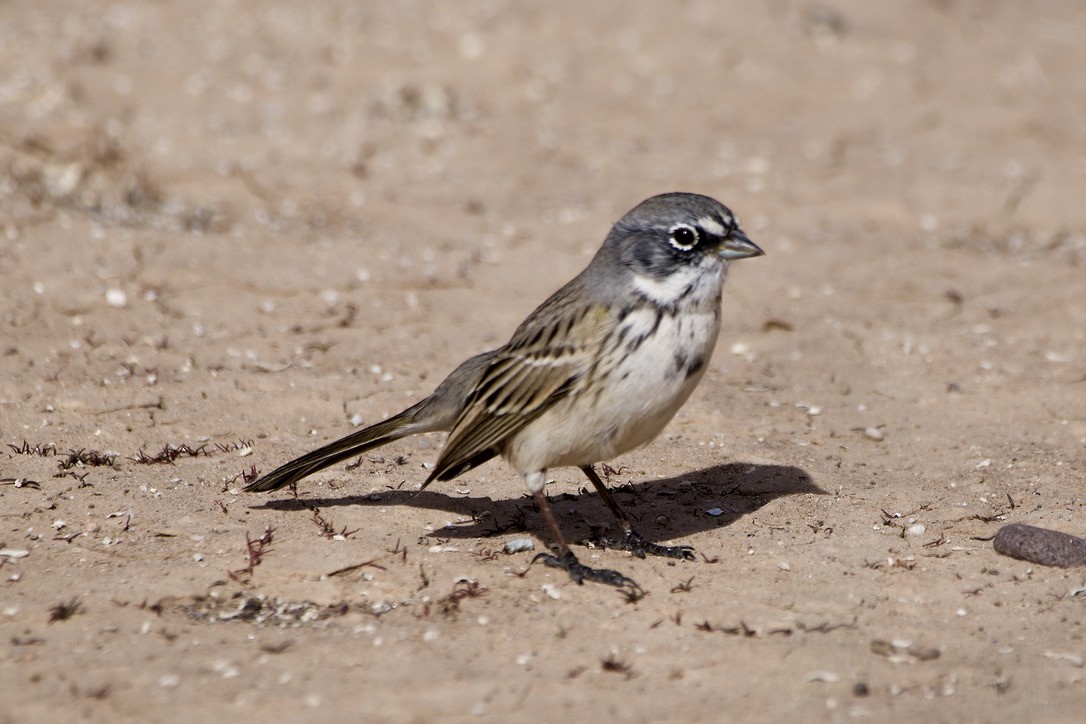 Sagebrush Sparrow - ML406205821