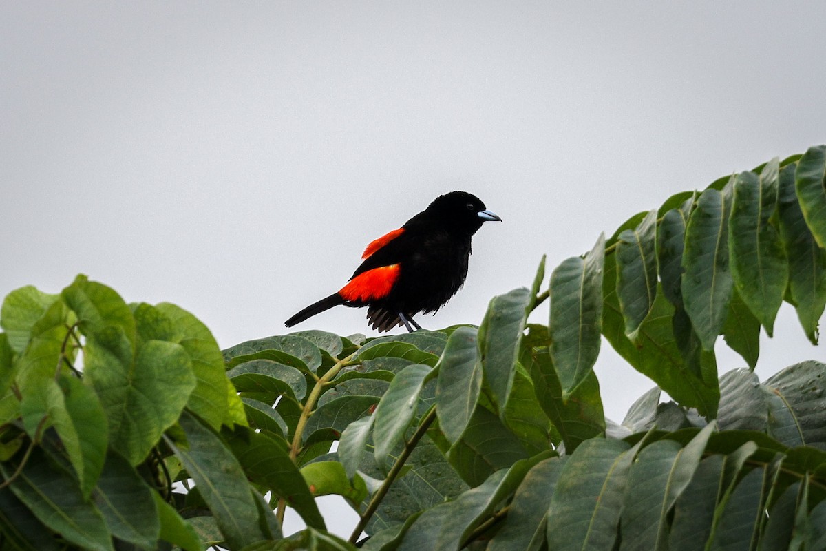 Scarlet-rumped Tanager - Gretchen Locy