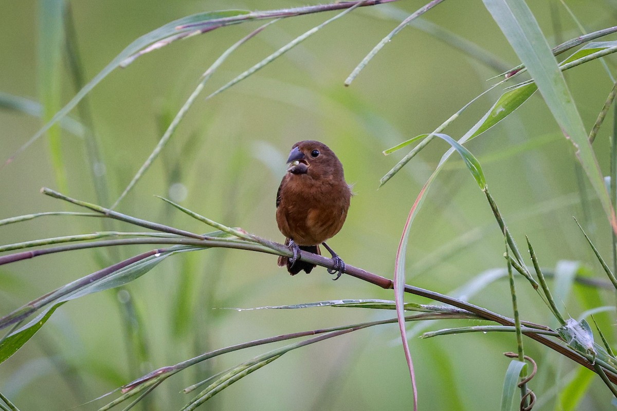 Thick-billed Seed-Finch - Gretchen Locy