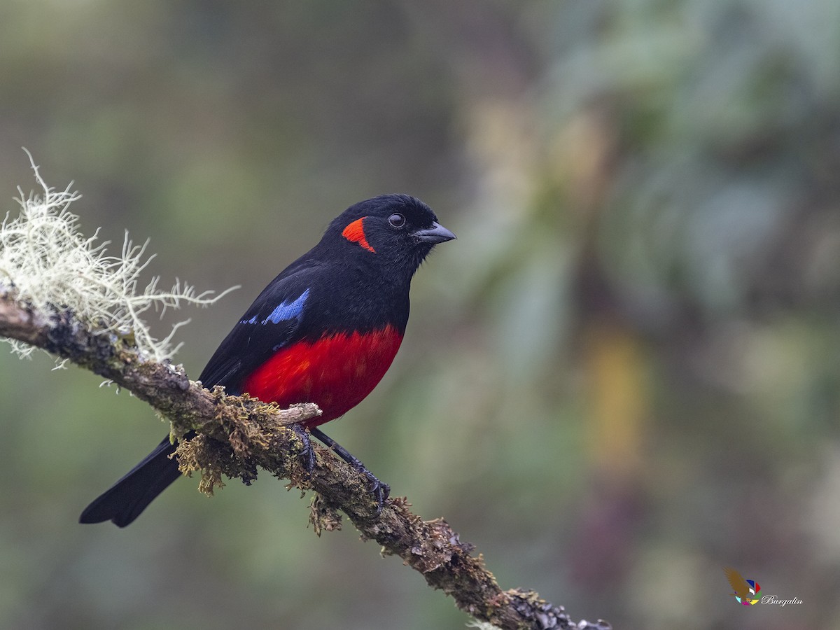 Scarlet-bellied Mountain Tanager - ML406207101