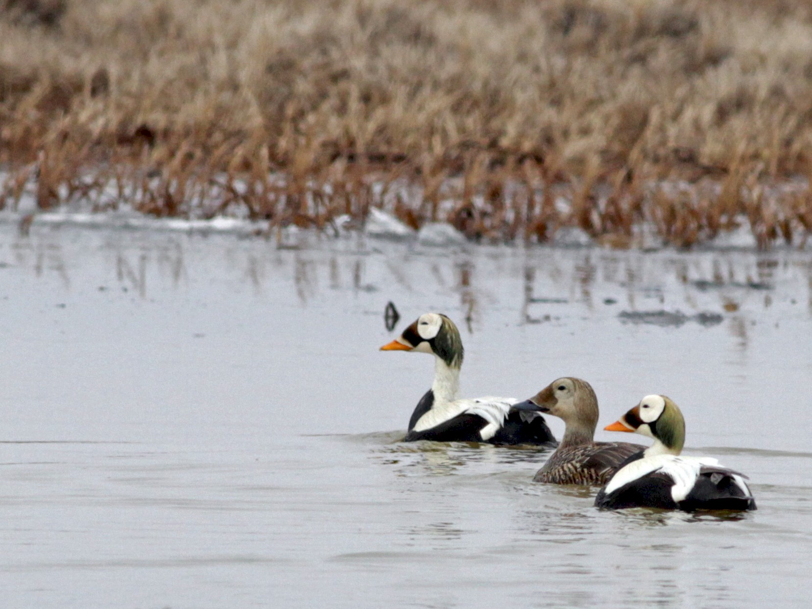 Spectacled Eider - Ian Davies