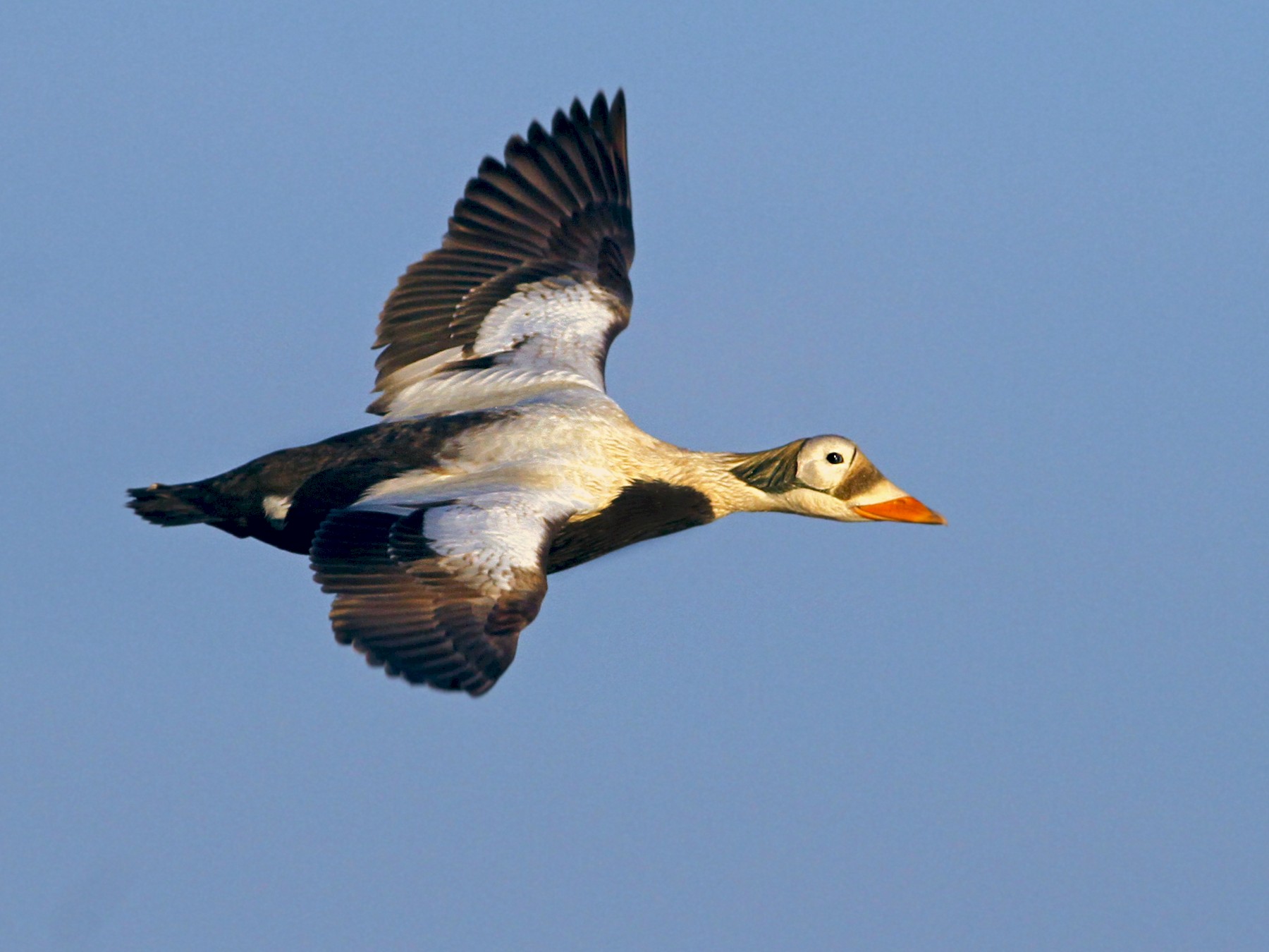 Spectacled Eider - Andrew Spencer