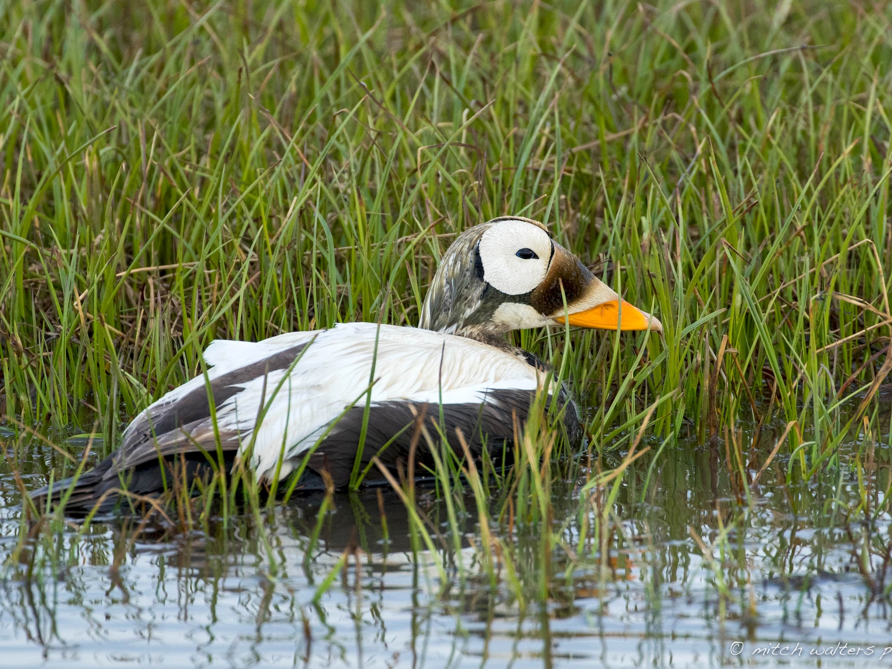 Spectacled Eider - Mitch Walters