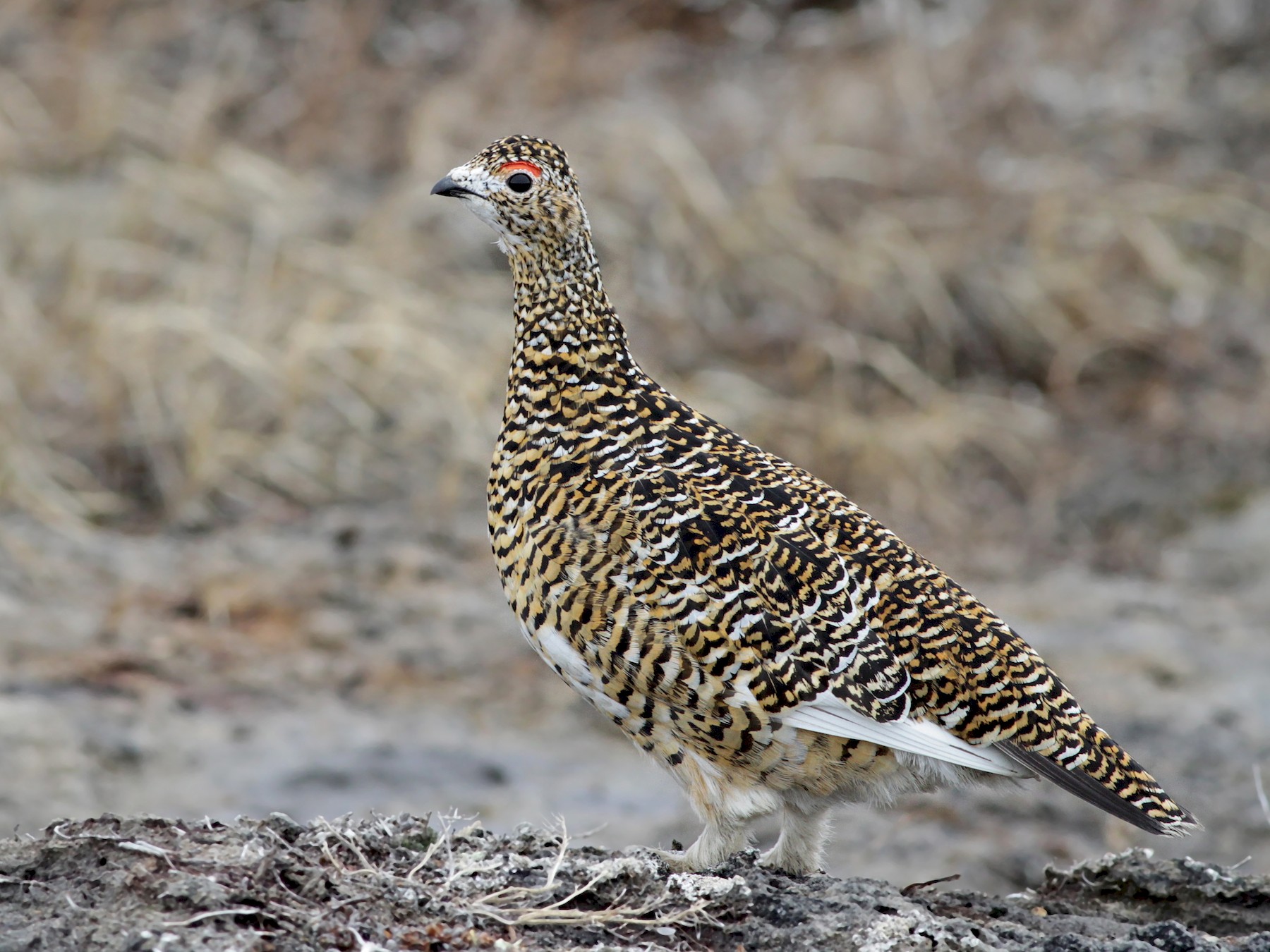 Rock Ptarmigan - Ian Davies