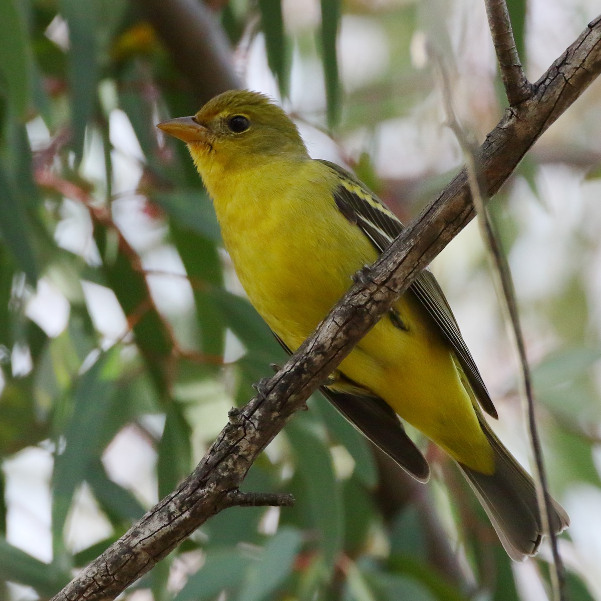 Western Tanager - ML406210341