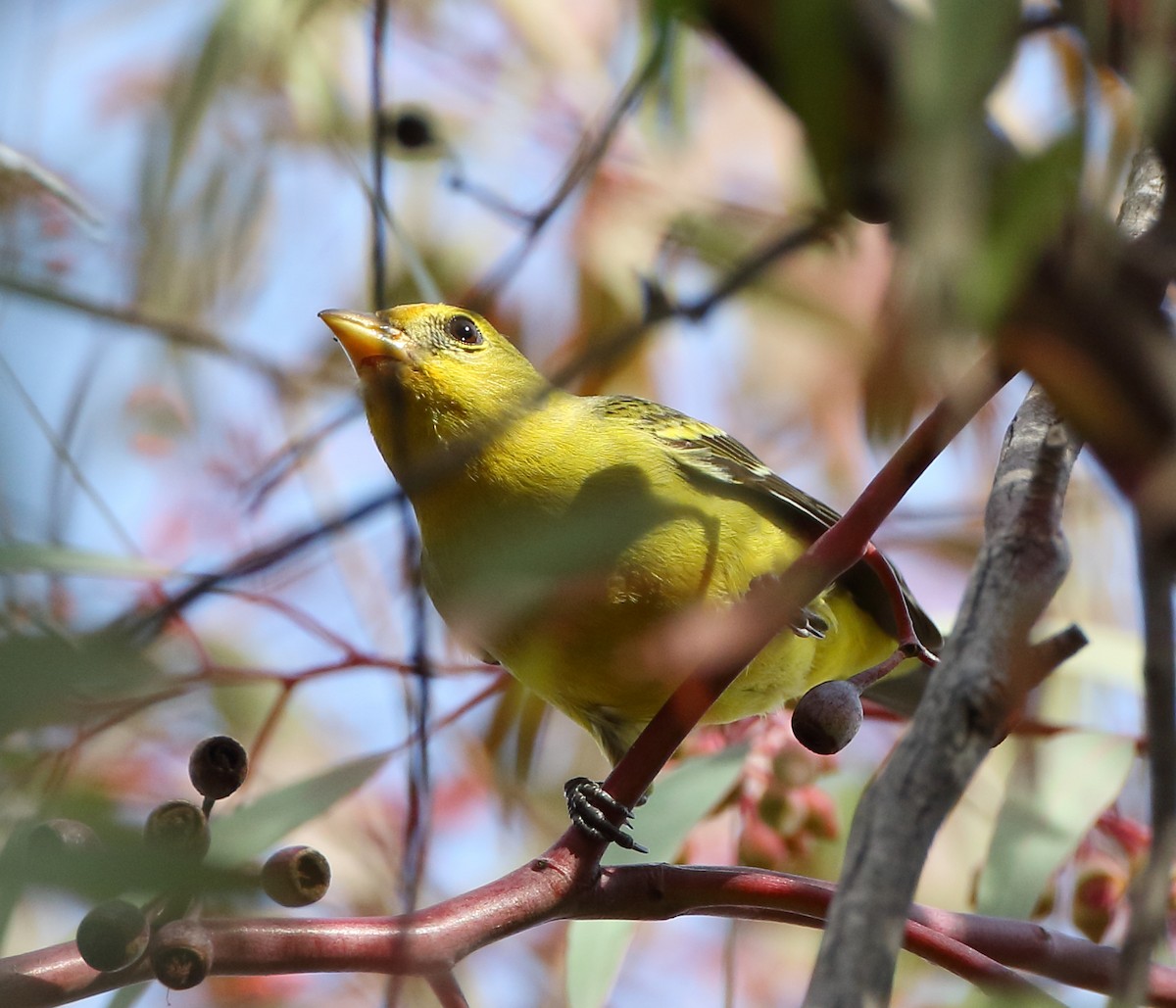 Western Tanager - ML406210611