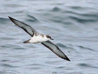  - Great Shearwater