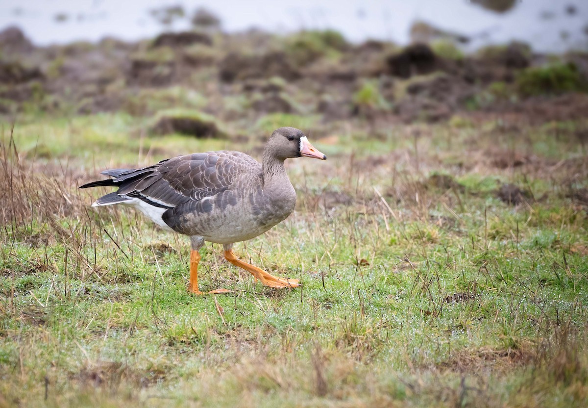 Greater White-fronted Goose - ML406211911