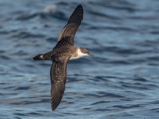  - Great Shearwater