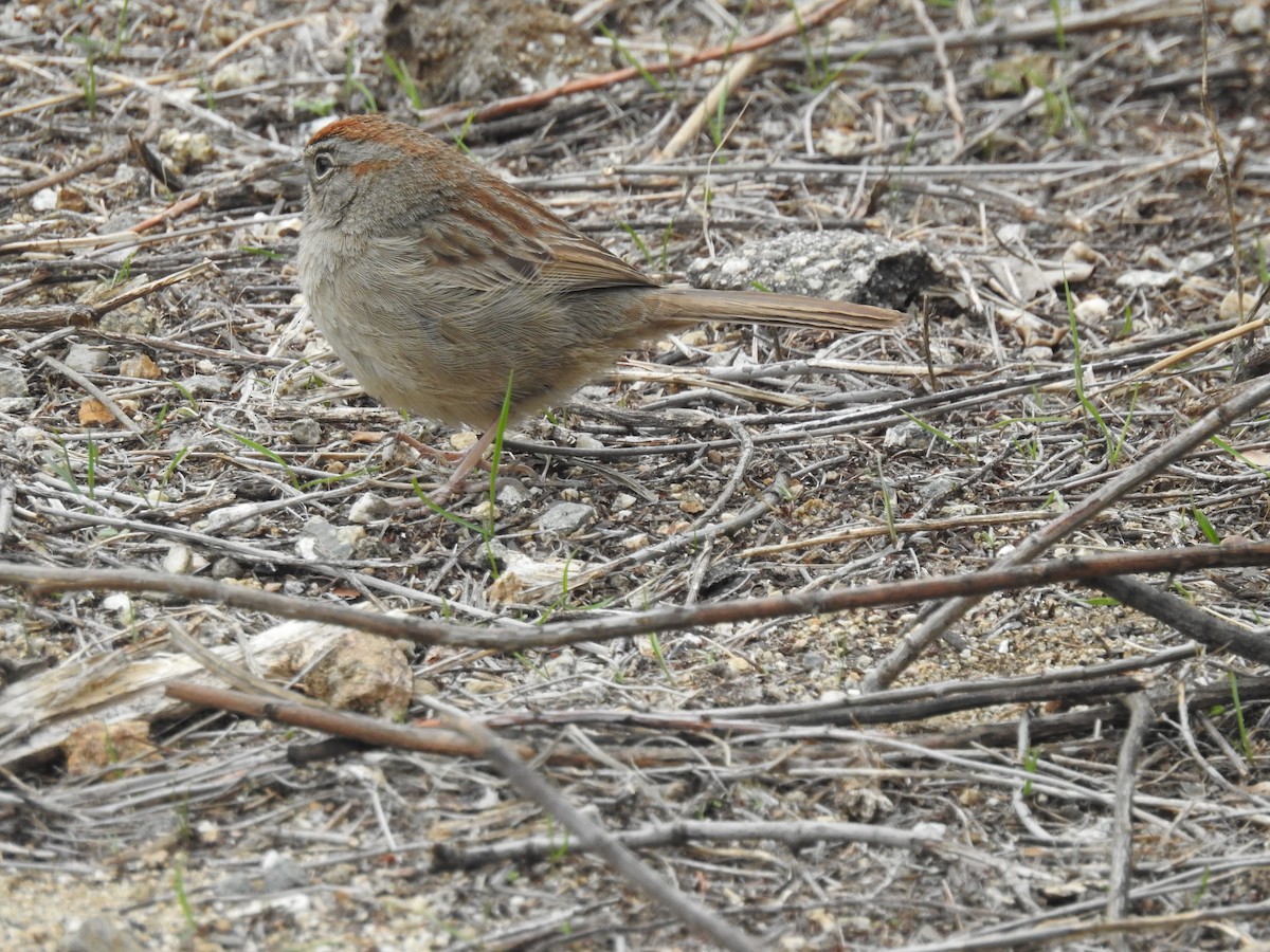 Rufous-crowned Sparrow - ML406217871