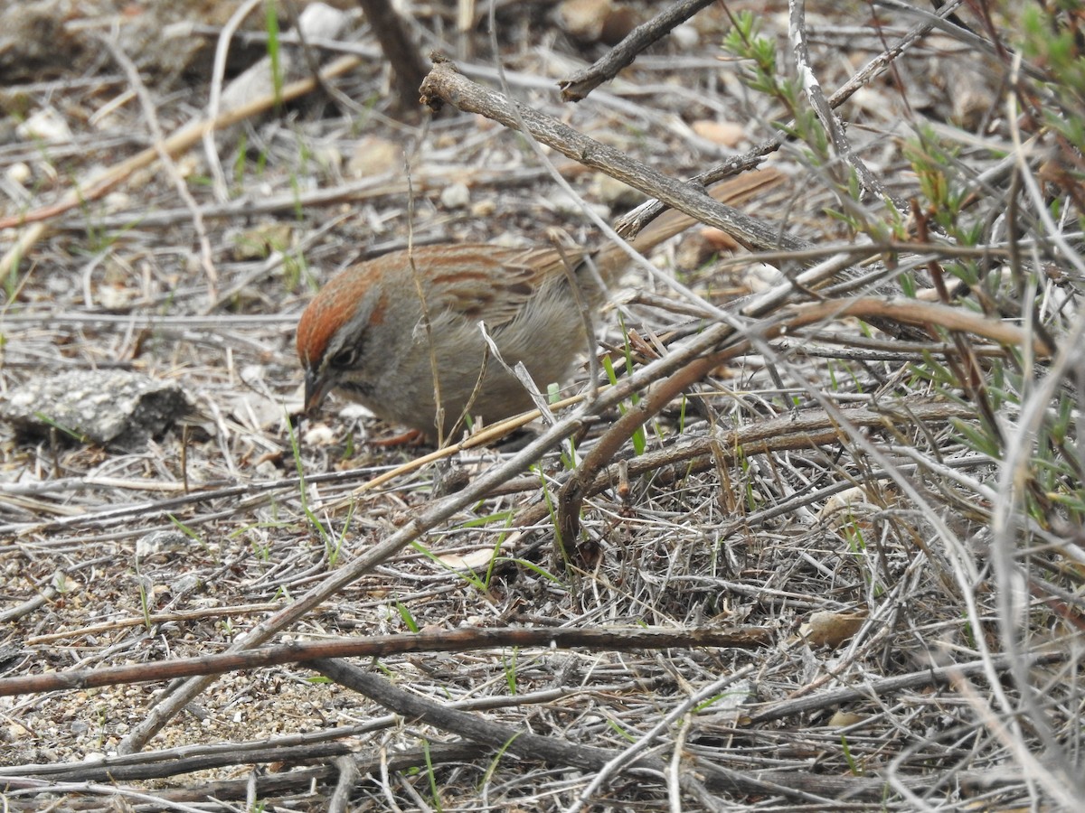 Rufous-crowned Sparrow - ML406217901