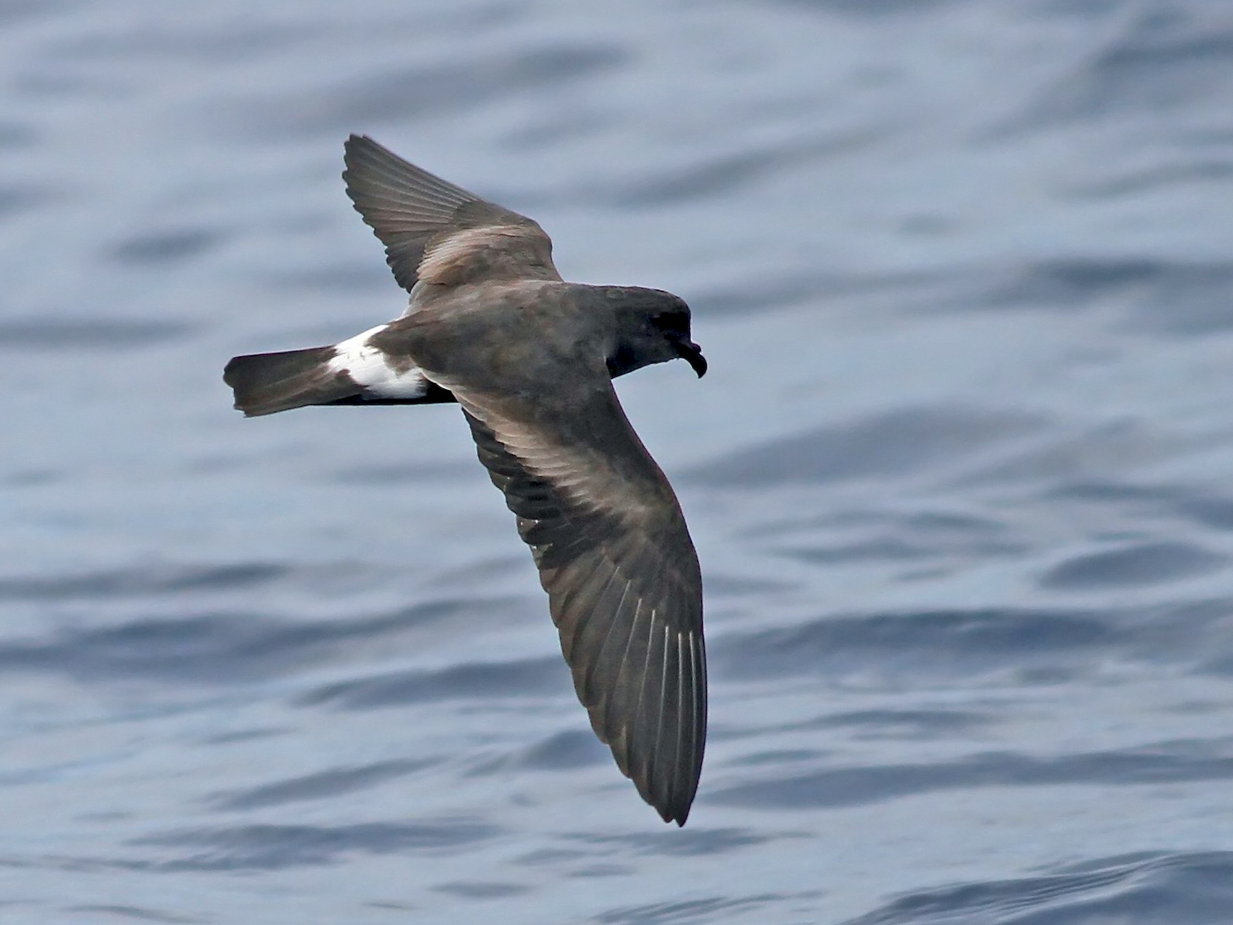 Band-rumped Storm-Petrel - Nick Bonomo