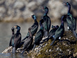 Adulto reproductivo (con Pelagic Cormorant) - Chris Wood - ML40622401