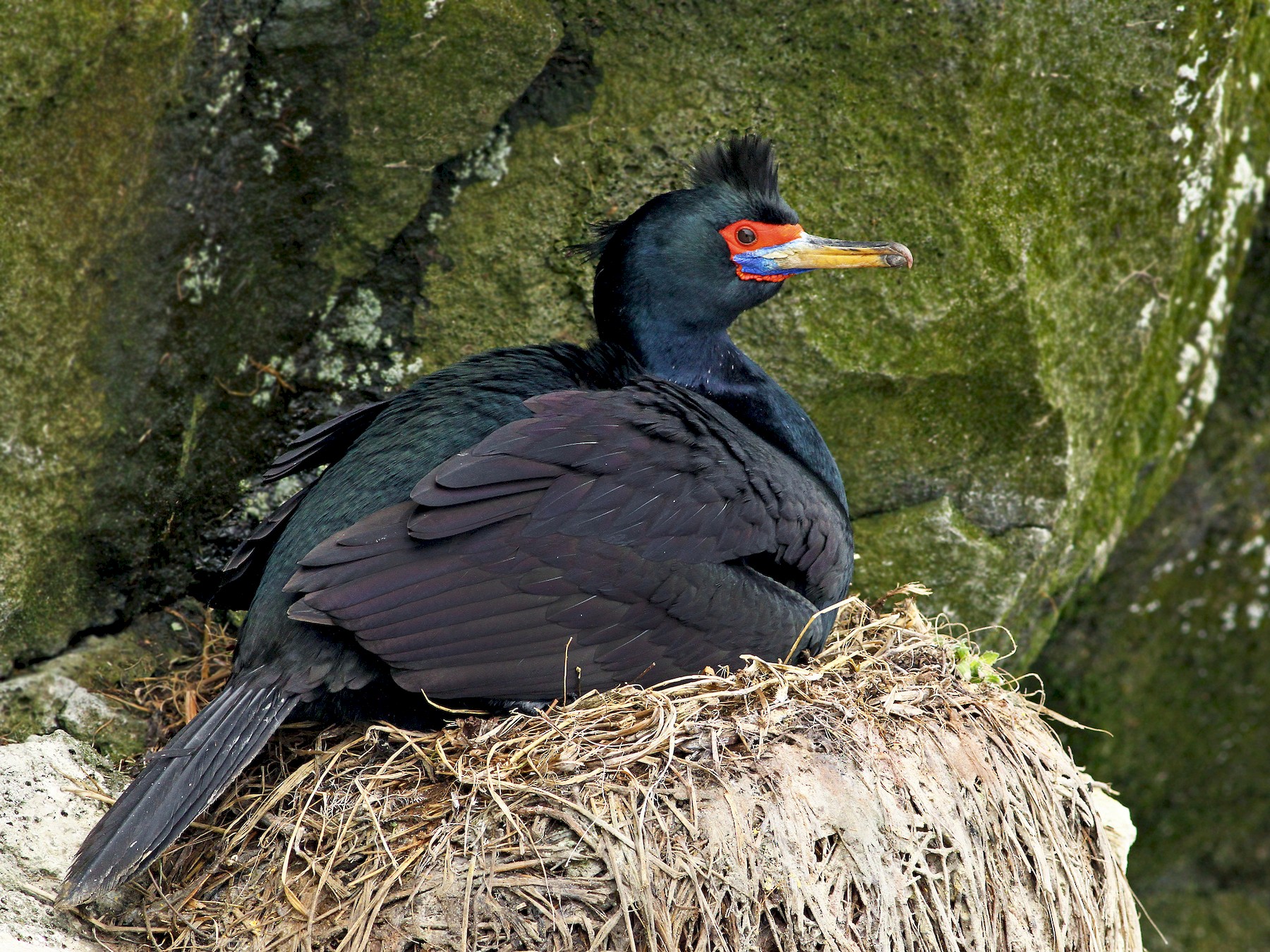 Red-faced Cormorant - Andrew Spencer