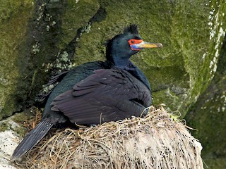  - Red-faced Cormorant