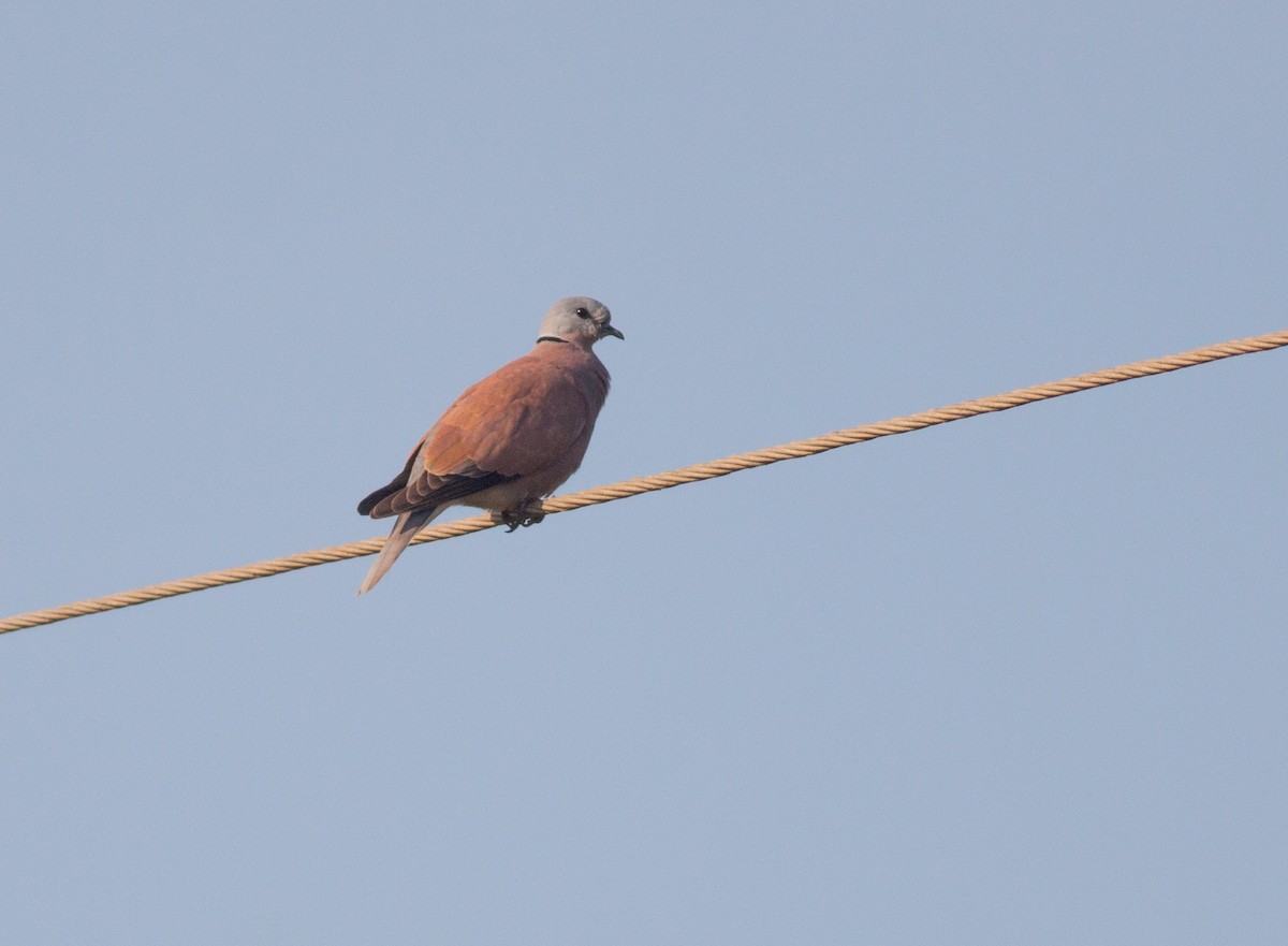 Red Collared-Dove - ML40623181