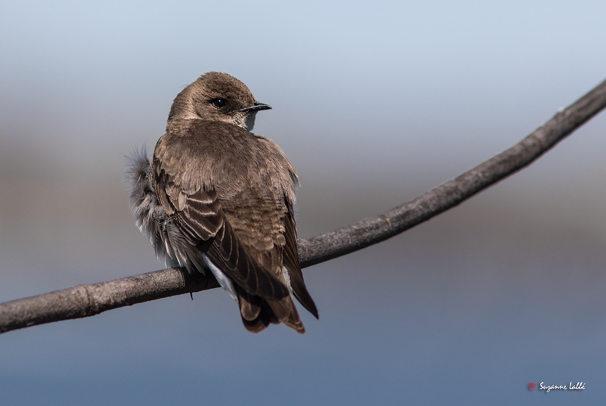 Northern Rough-winged Swallow - Suzanne Labbé