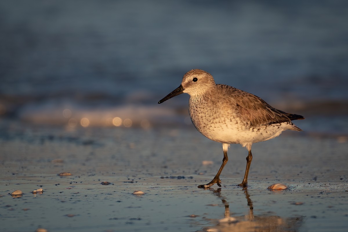 Red Knot - ML406234031