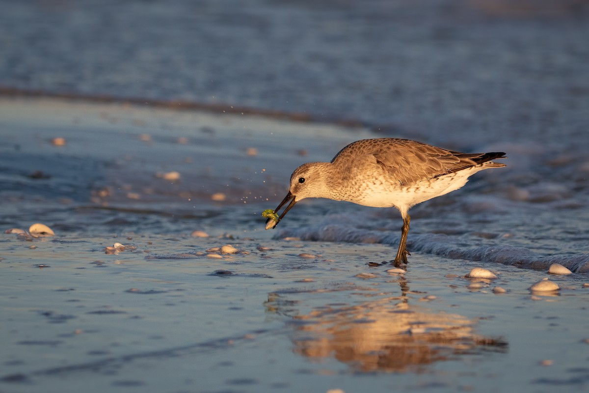 Red Knot - ML406234171