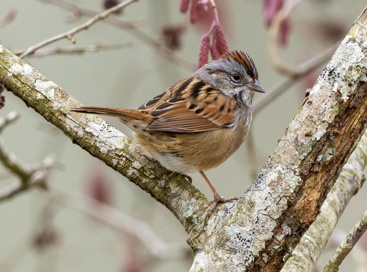 Swamp Sparrow - Eric Bodker