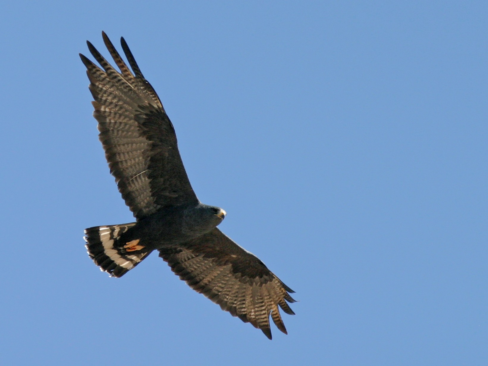 Zone-tailed Hawk