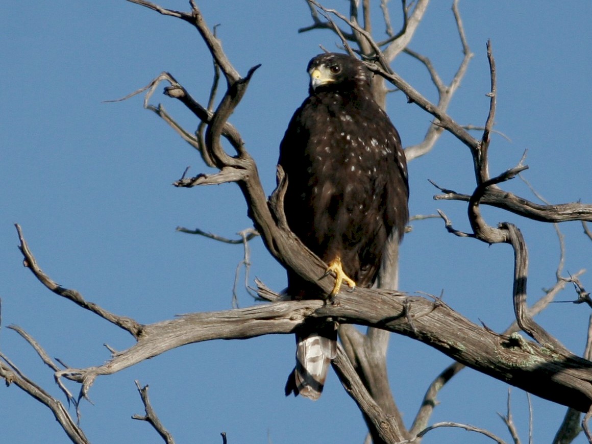 Zone-tailed Hawk - eBird