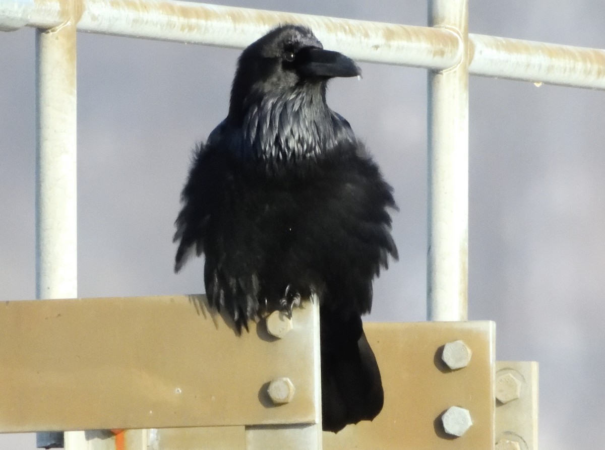 Common Raven - Bernard Tremblay