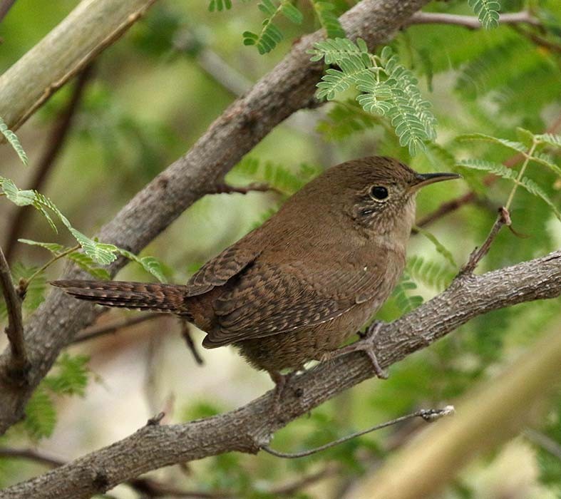 House Wren (Northern) - Cathy Sheeter