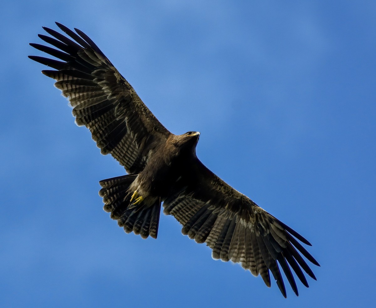 Indian Spotted Eagle - Vasanthan jayaguru