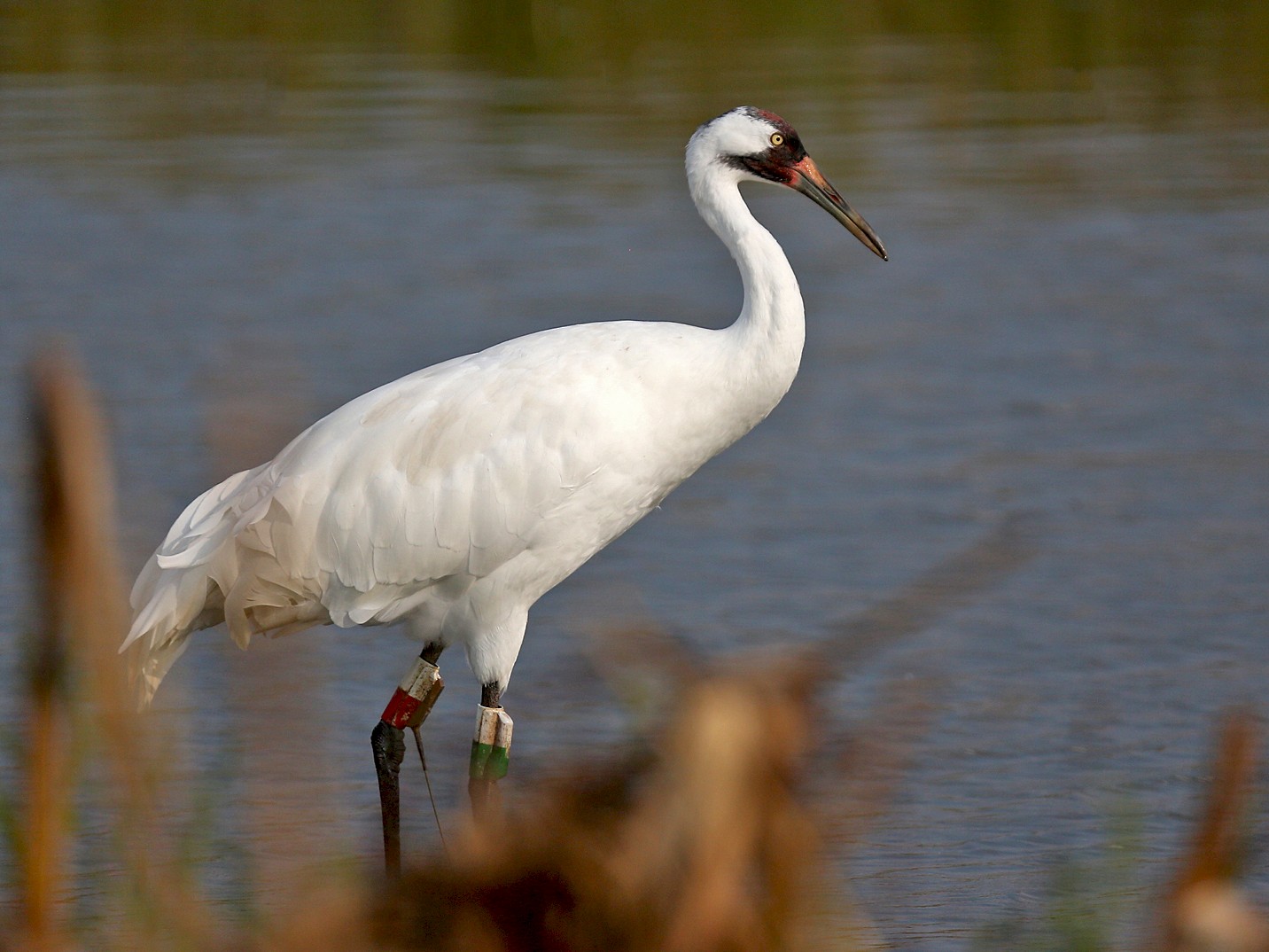 Whooping Crane - eBird