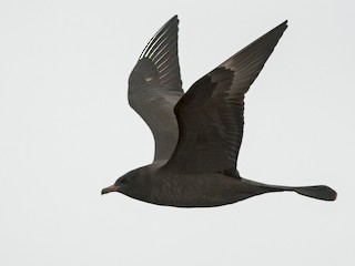 นกเต็มวัย ชุดขนสีเข้ม - Ian Davies - ML40624151