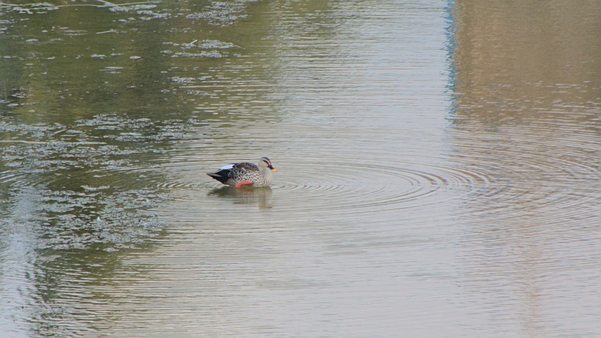 Indian Spot-billed Duck - ML406244091