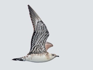  - Long-tailed Jaeger