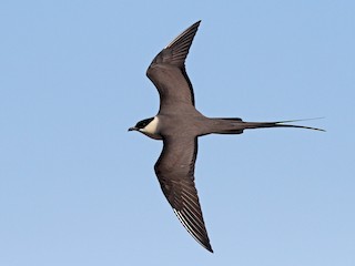 Video jinsiy aloqa keng dumba