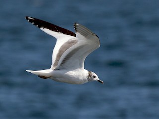  - Sabine's Gull