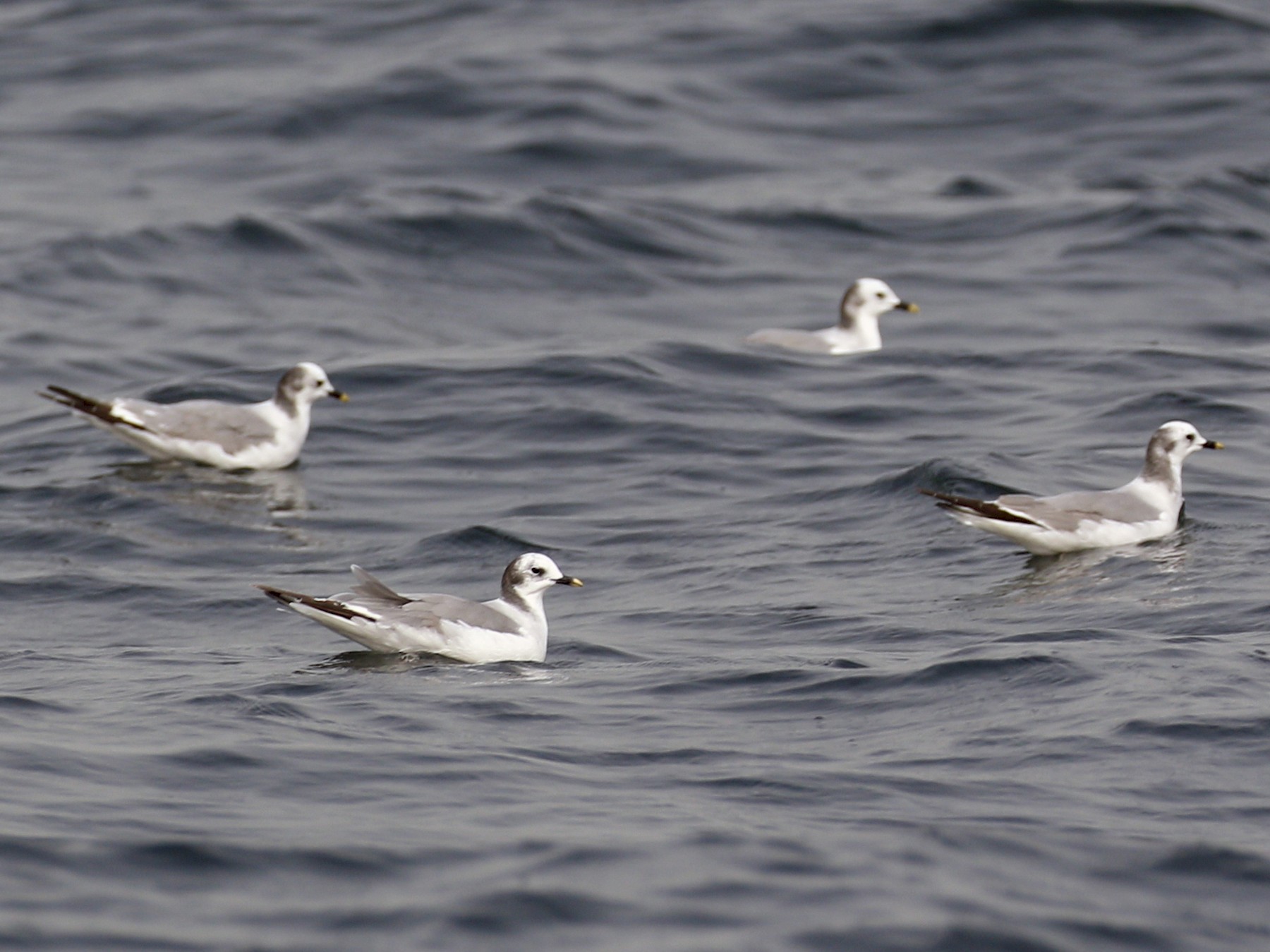 Sabine's Gull - Marshall Iliff