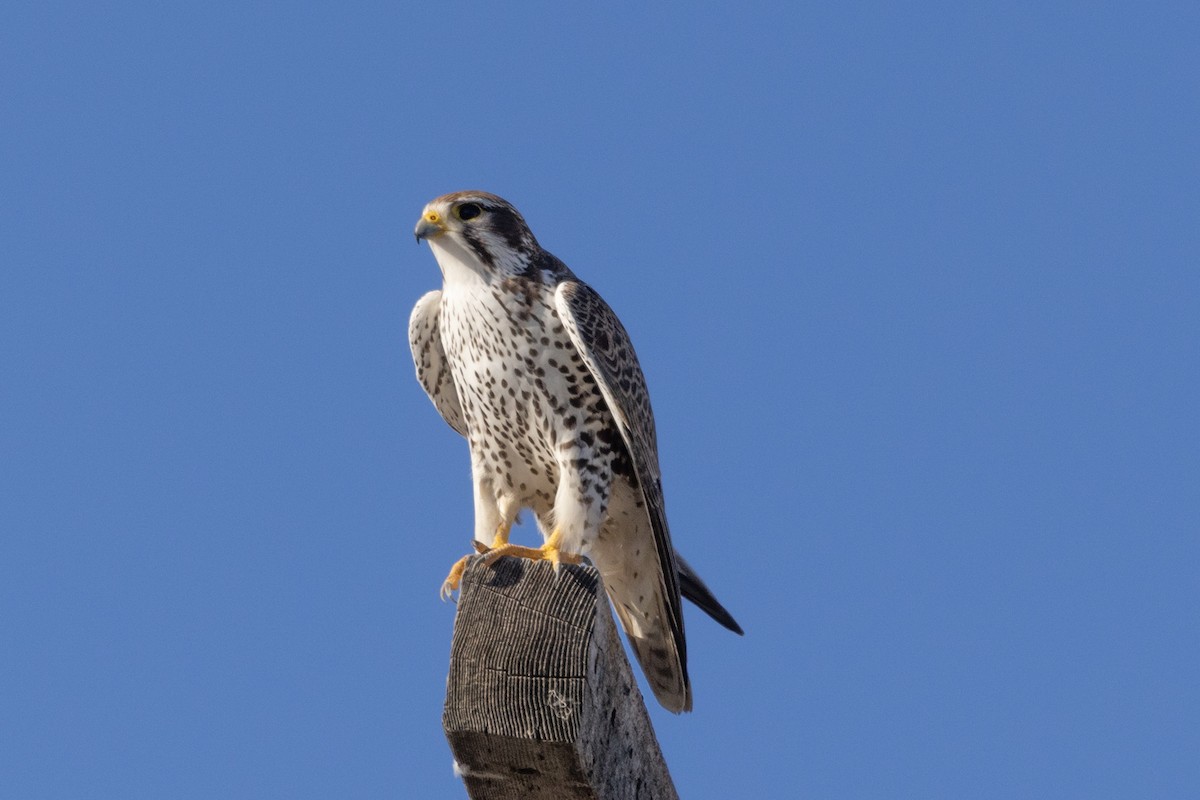 Prairie Falcon - Robert Lewis
