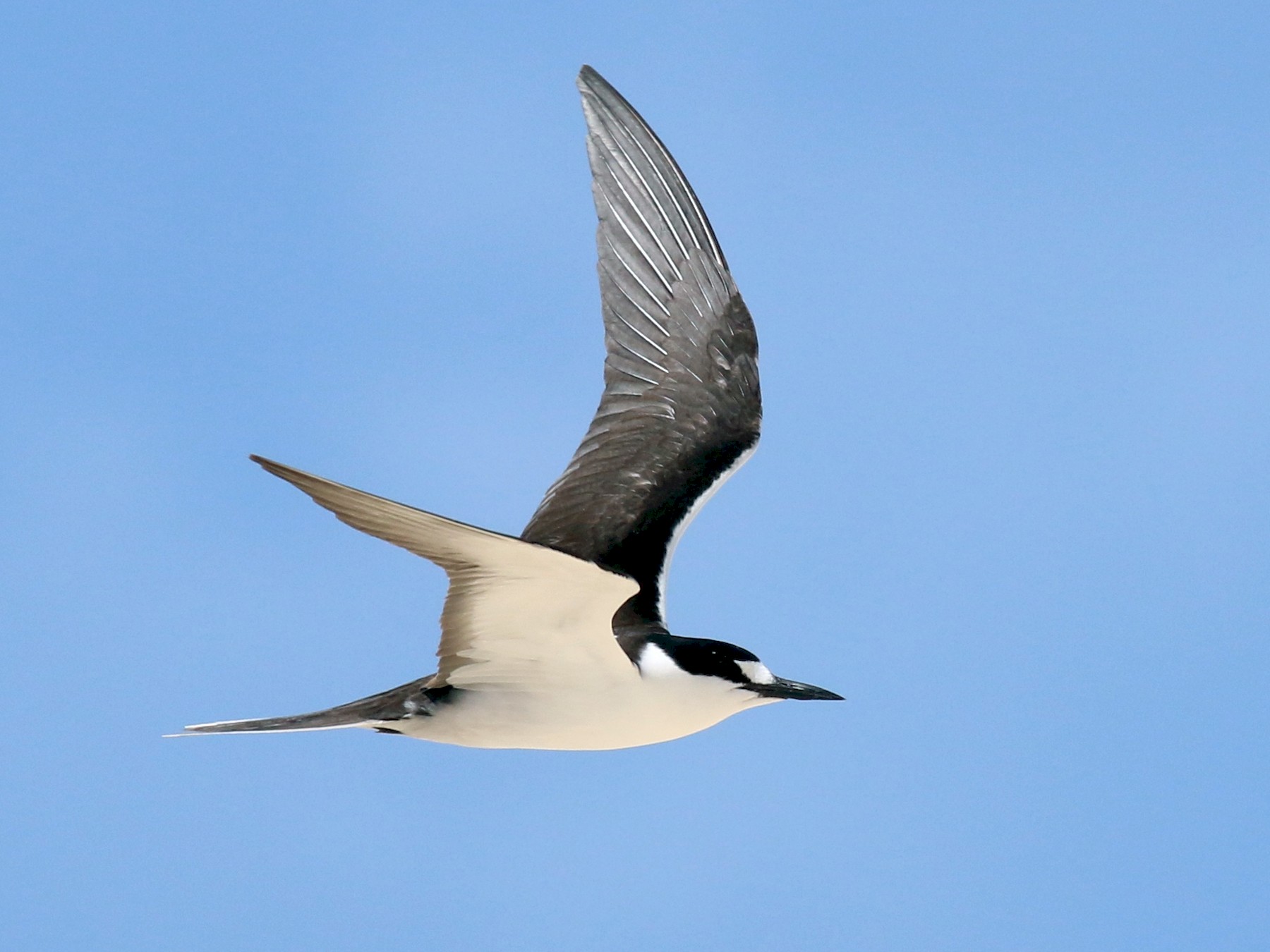 Sooty Tern - eBird