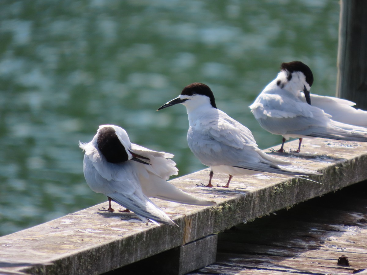 White-fronted Tern - ML406270191