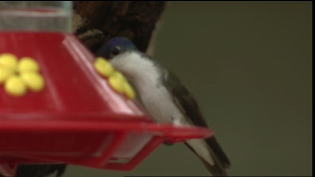 Violet-crowned Hummingbird - ML406272