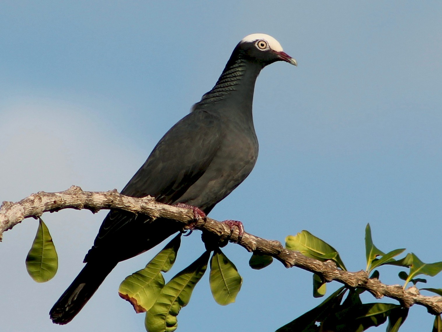 White-crowned Pigeon - Holly Kleindienst