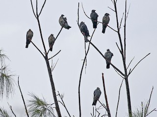 シロボウシバト - eBird