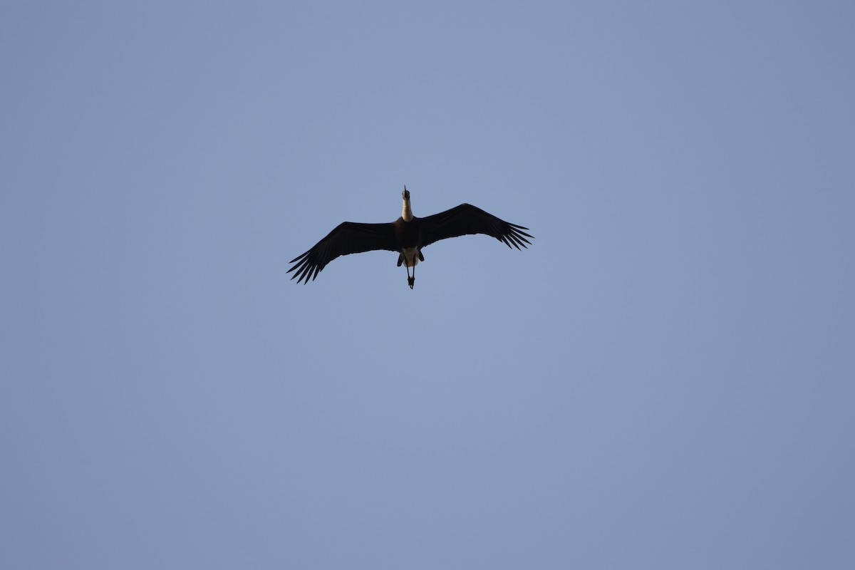 Asian Woolly-necked Stork - ML406282741